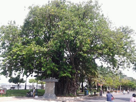 Biên[-]Hòa[-]có[-]những[-]"cụ"[-]cây[-]trăm[-]tuổi
